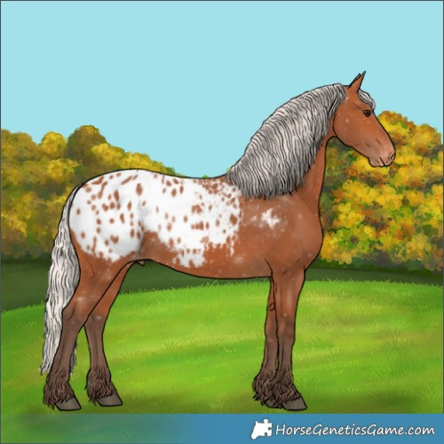 Horse Color:Silver Bay Appaloosa 