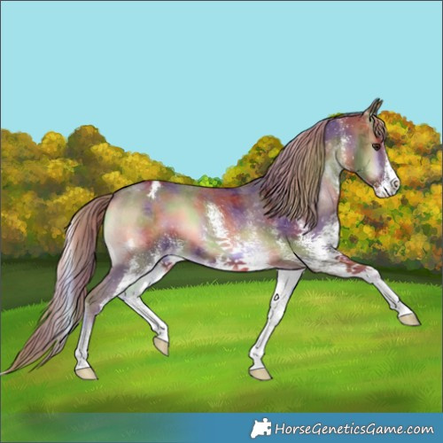 Horse Color:Nacre White Spotted Red Onyx Appaloosa