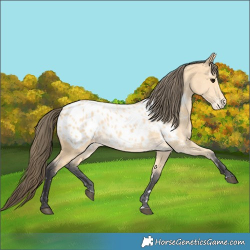 Horse Color:Buckskin Appaloosa