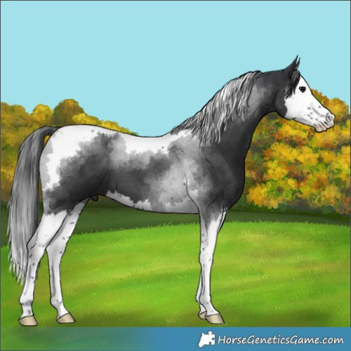 Horse Color:Black Splash Tobiano 