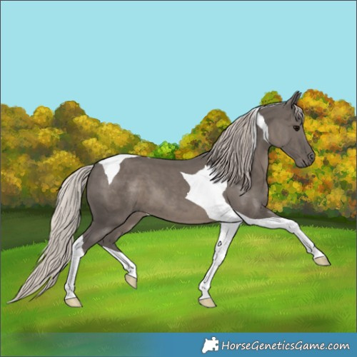 Horse Color:Silver Black Tobiano 
