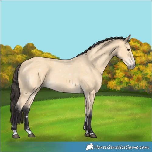 Horse Color:Buckskin