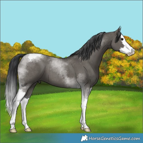 Horse Color:Grullo Splash Tobiano 