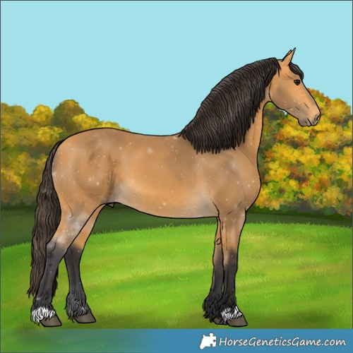 Horse Color:Buckskin 