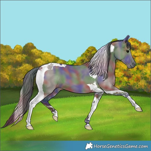 Horse Color:Nacre Grullo Tobiano 