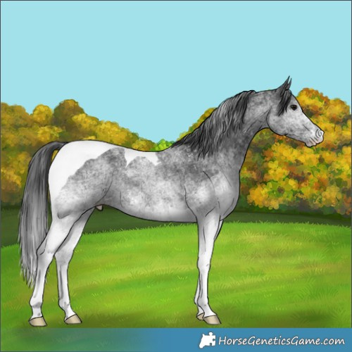 Horse Color:White Spotted Black Tobiano 