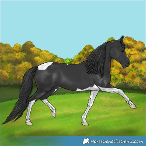 Horse Color:Black Tobiano 