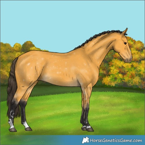 Horse Color:Buckskin 