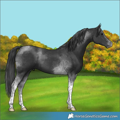 Horse Color:Black Tobiano 