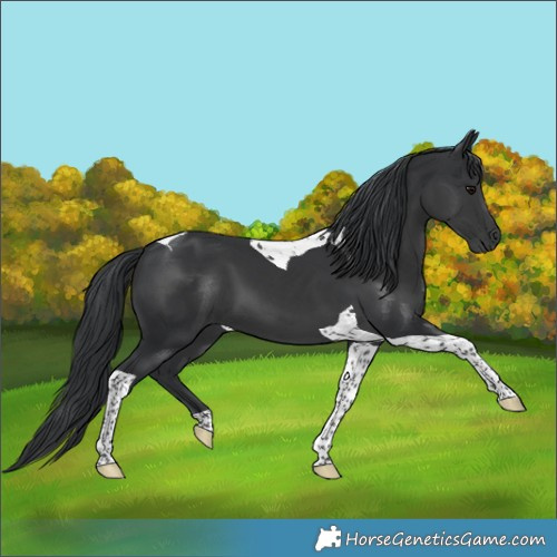 Horse Color:Black Tobiano 