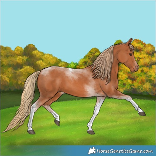 Horse Color:Chestnut Tobiano 