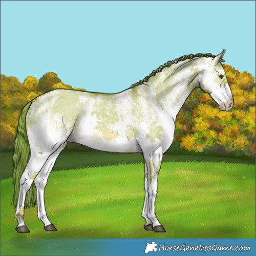 Horse Color:Watercolor White Spotted Red Dun 