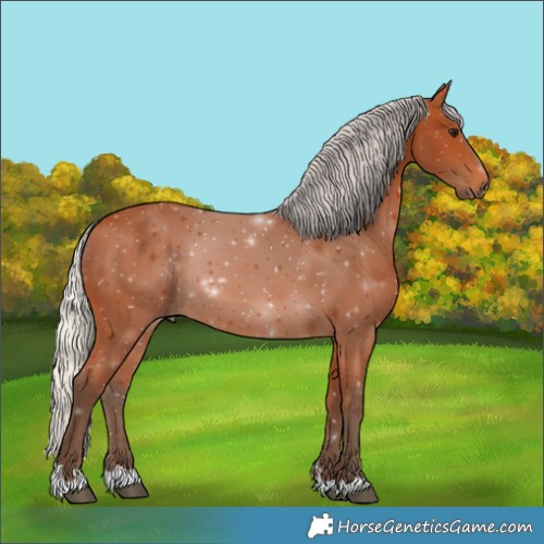 Horse Color:Silver Bay Rabicano 