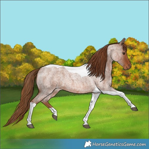 Horse Color:Red Roan Tobiano 