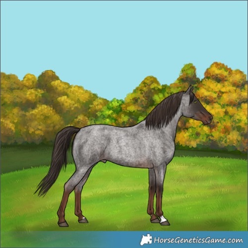 Horse Color:Liver Red Roan 