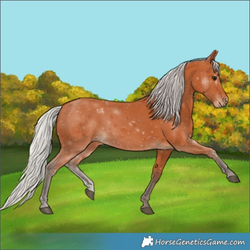 Horse Color:Silver Bay