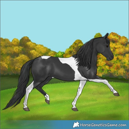 Horse Color:Black Tobiano 