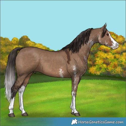 Horse Color:White Spotted Liver Red Dun Splash 