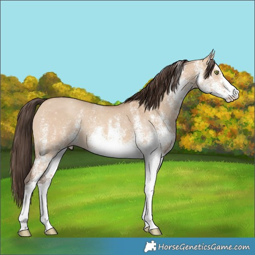 Horse Color:White Spotted Amber Champagne Dun