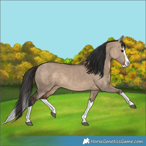 Horse Color:Brown Dun Splash