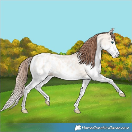 Horse Color:Amber Champagne Dun Splash Blanket 