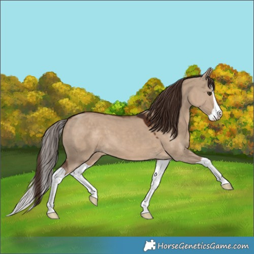 Horse Color:Liver Red Dun Splash 