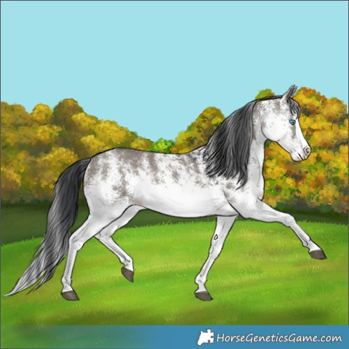 Horse Color:White Spotted Grullo Splash Rabicano 