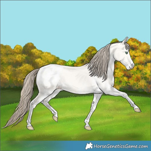 Horse Color:White Spotted Amber Cream Champagne Dun Blanket 