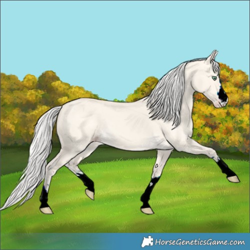 Horse Color:Silver Amber Cream Champagne Dun 