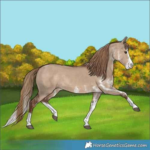 Horse Color:White Spotted Liver Red Dun Splash Rabicano 