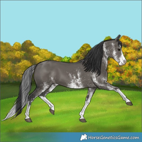 Horse Color:White Spotted Grullo Splash 