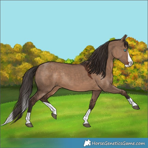 Horse Color:Liver Red Dun Splash Rabicano 