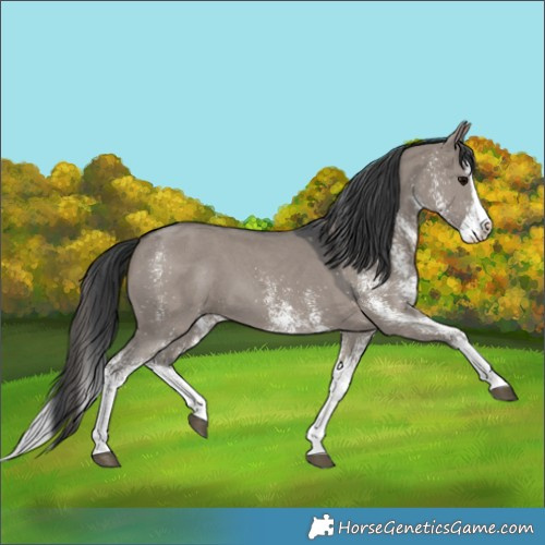 Horse Color:White Spotted Grullo Splash 