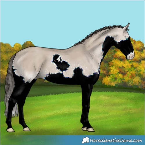 Horse Color:Classic Champagne Dun Splash 