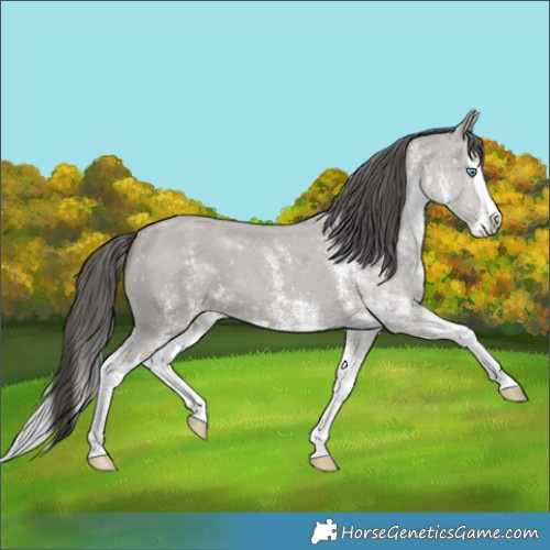 Horse Color:White Spotted Classic Cream Champagne Splash 