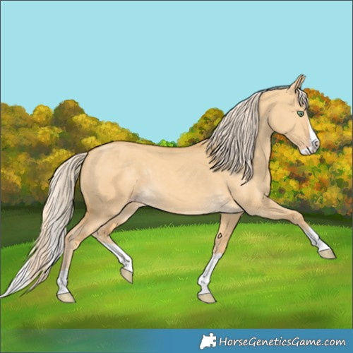 Horse Color:Gold Cream Champagne Dun Splash Rabicano 
