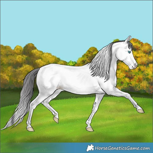 Horse Color:Amber Cream Champagne Dun Splash Tobiano 