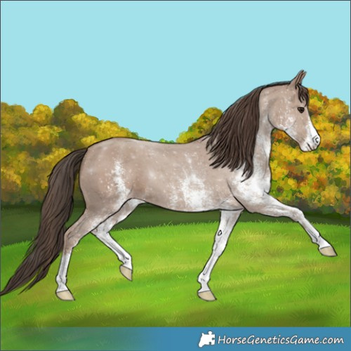 Horse Color:White Spotted Classic Champagne 