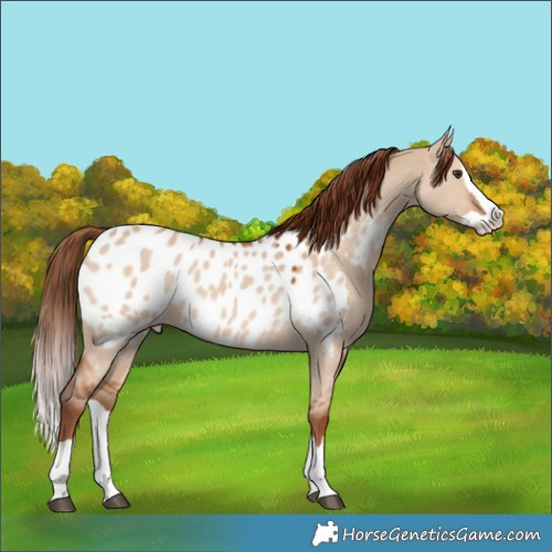 Horse Color:Red Dun Splash Blanket 
