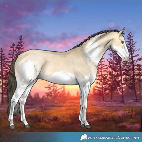 Horse Color:Buckskin Dun Splash