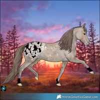 Horse Color:Classic Champagne Appaloosa 