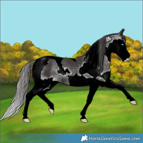 Horse Color:Smoky Black Splash Tobiano 