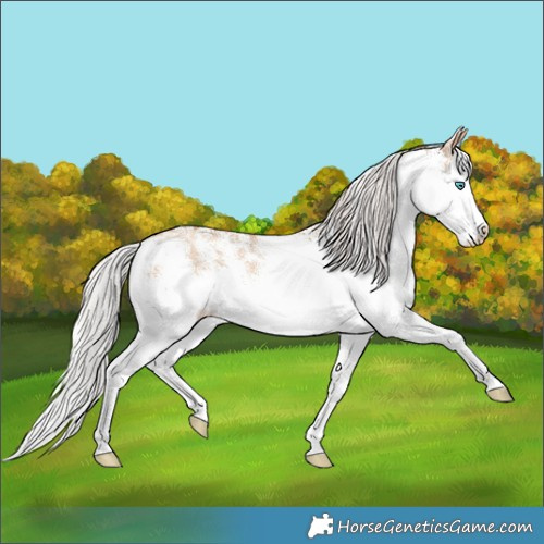 Horse Color:White Spotted Silver Classic Champagne Dun Splash Rabicano 