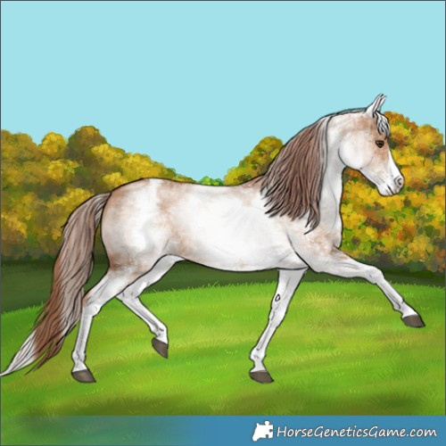 Horse Color:White Spotted Red Dun Splash Rabicano