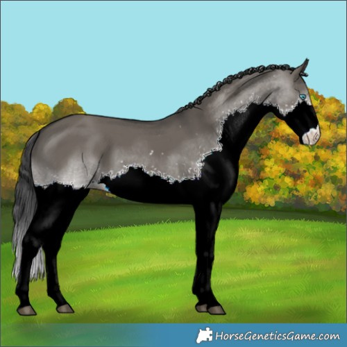 Horse Color:Grullo Splash