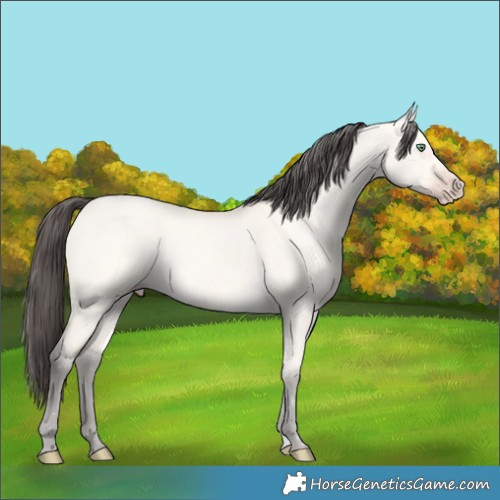 Horse Color:Amber Cream Champagne Dun 