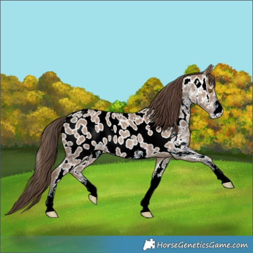 Horse Color:White Spotted Classic Champagne Near Leopard 
