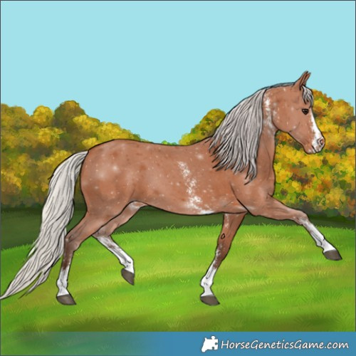 Horse Color:Silver Bay Sabino 
