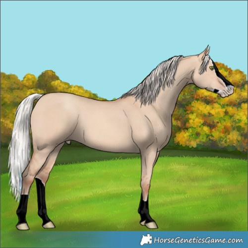 Horse Color:Silver Amber Champagne Dun Splash 