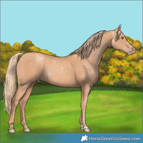 Horse Color:Gold Champagne 